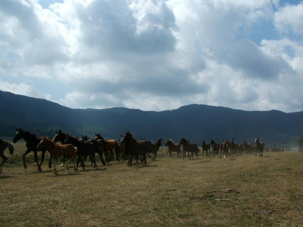 Rodeo Pentro in Molise