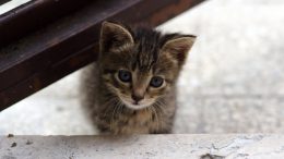 Consigli per la prima volta di un gattino in casa