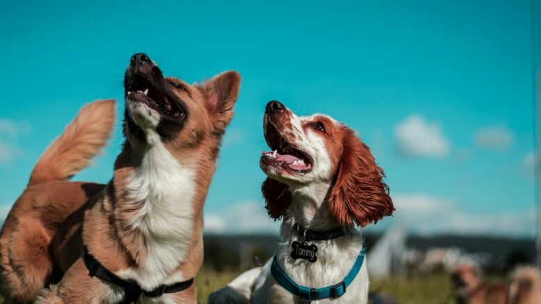 20 razze di cani più rare al mondo